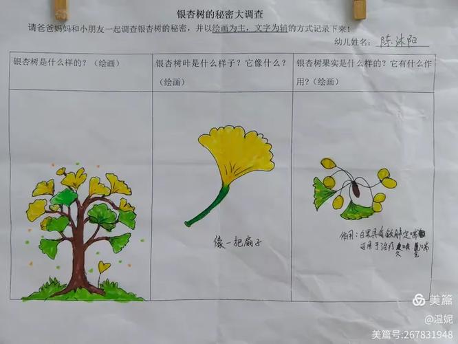 银杏叶变黄的原理