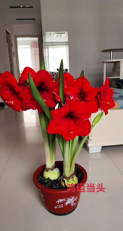 鸿运是哪个红