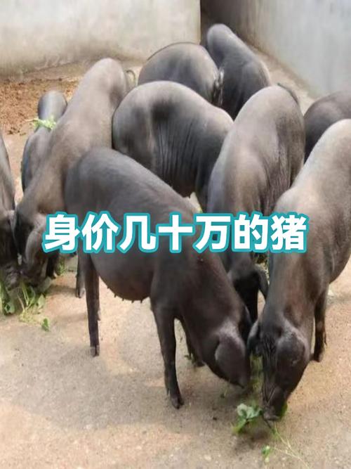 赛级猪