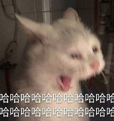 哈哈哈哈哈哈哈表情包