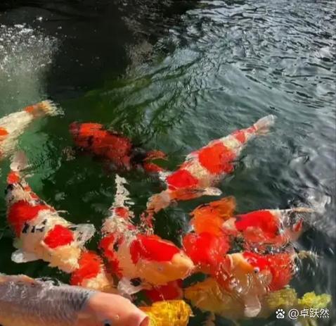 玄学上一条鱼突然跳出来鱼