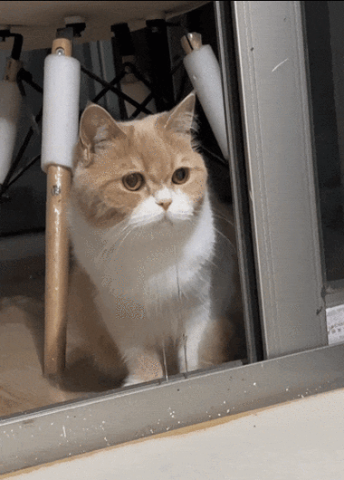 小熙解说猫的一天