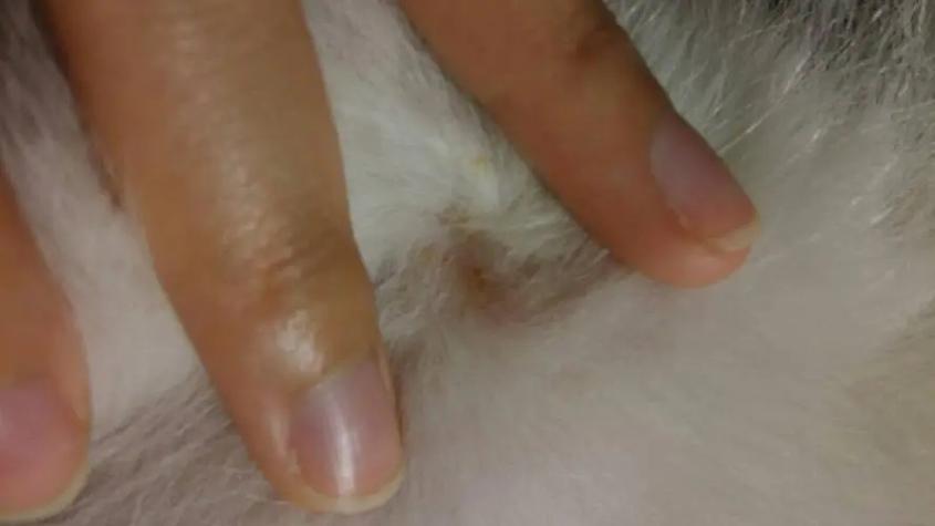 狗狗老是抓痒但又没看到虫子