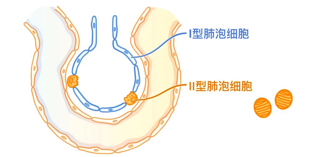 正常肺泡结构图片