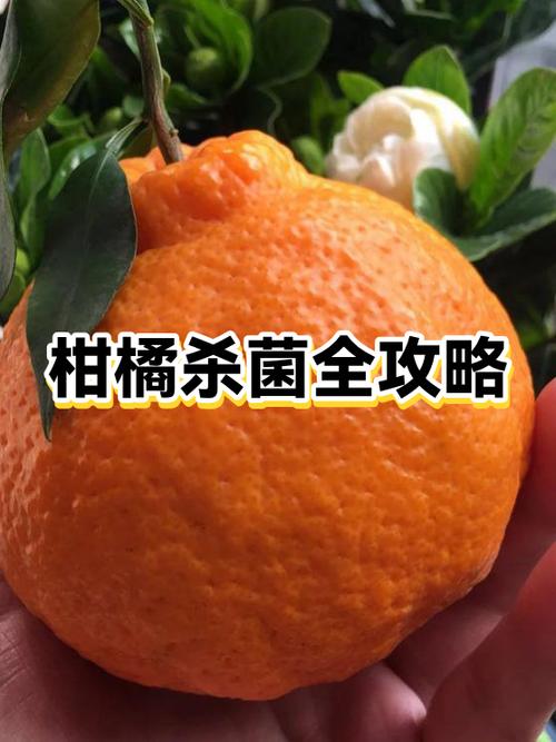 柑橘流胶最怕三个东西