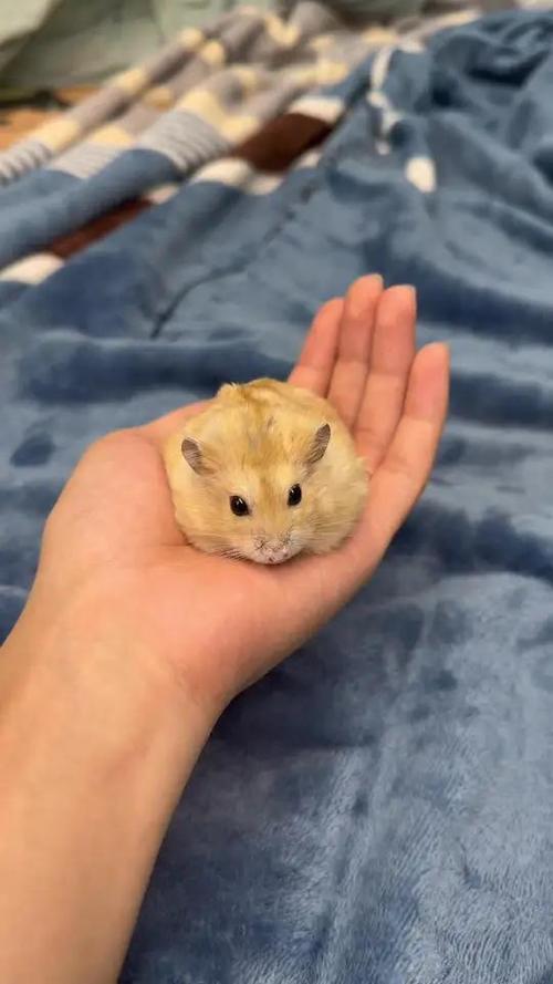 仓鼠的日常