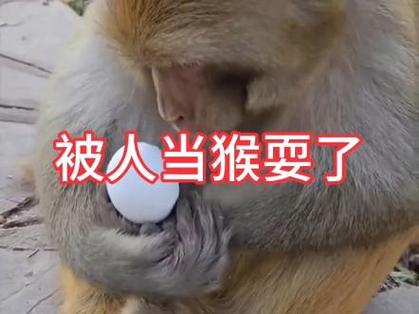 拿我当猴耍是什么意思