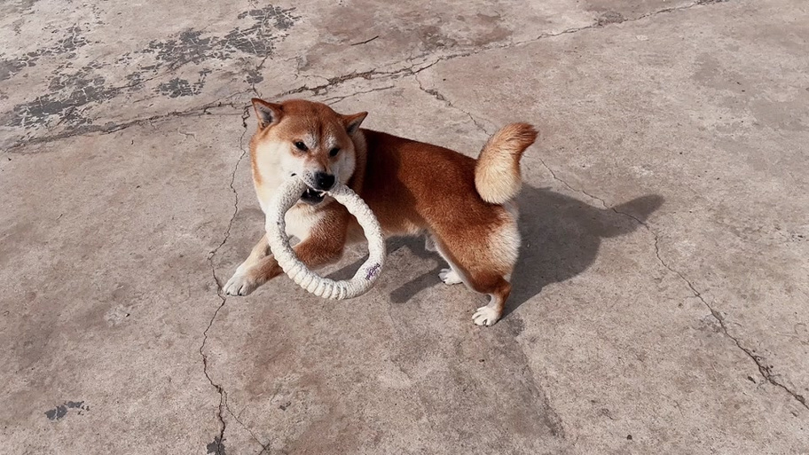 柴犬扭腰表情包缩略图