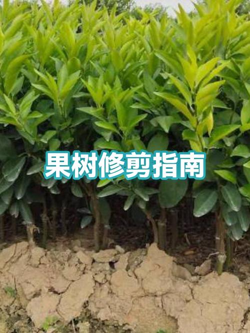 果树现在可以剪枝吗