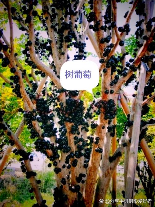 家里不能种葡萄树的原因