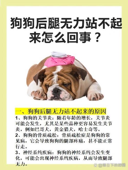 小狗后腿瘫软站不起来怎么解决