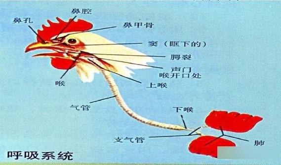 雏鸡张口呼吸什么原因