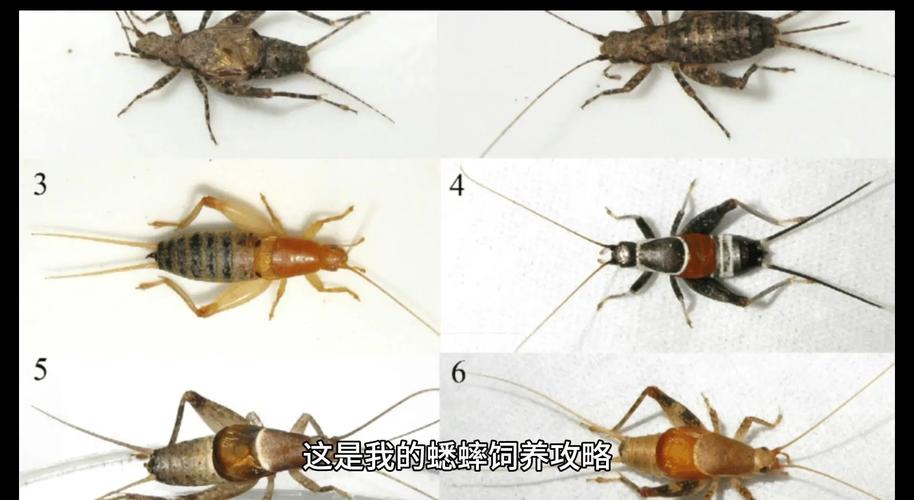 蟋蟀多久喂一次水