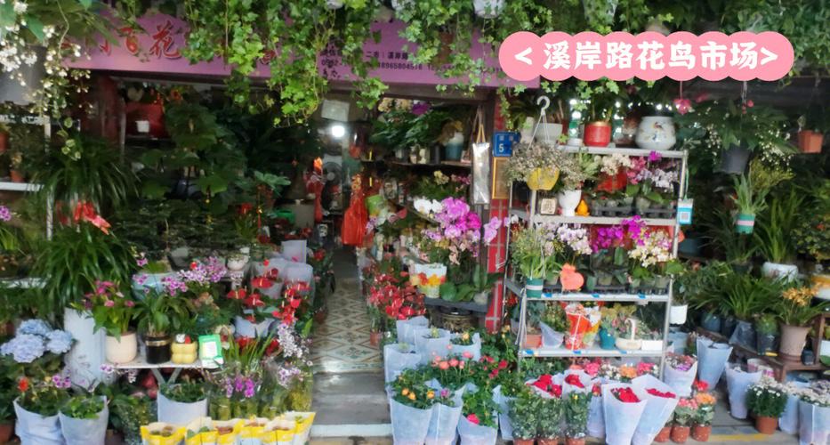 花鸟市场在哪里地址