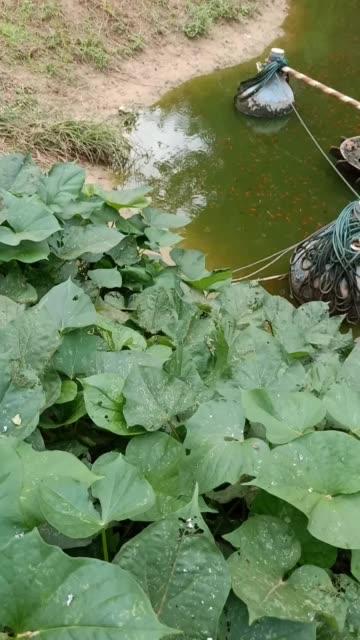 金鱼直播旧版下载安装