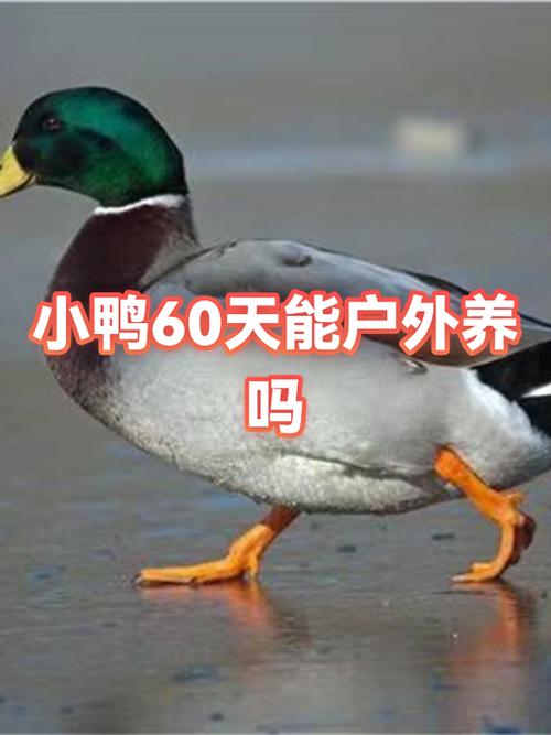 养小鸭怎么养才能养好