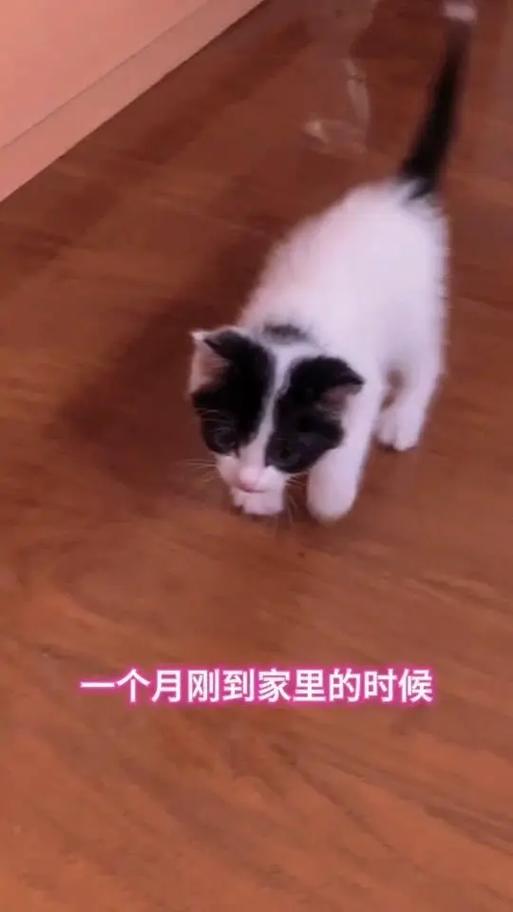 猫咪成长记红包猫谁有缩略图