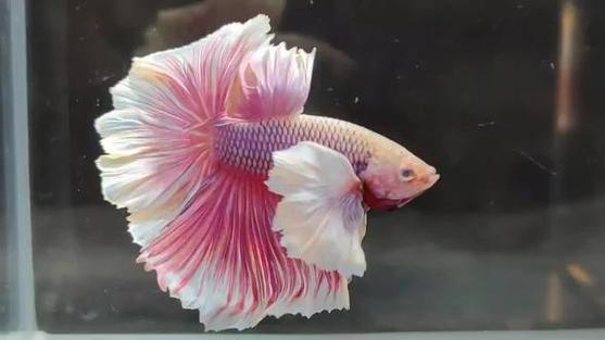 斗鱼直播礼物玫瑰花特效大全