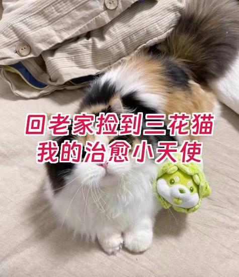 捡到三花猫预示什么