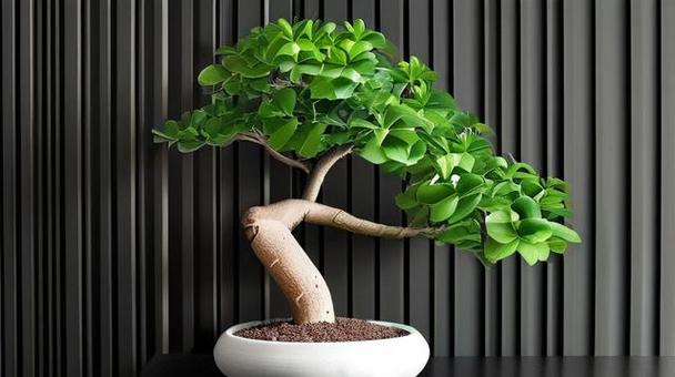 发财树怎样修树形视频