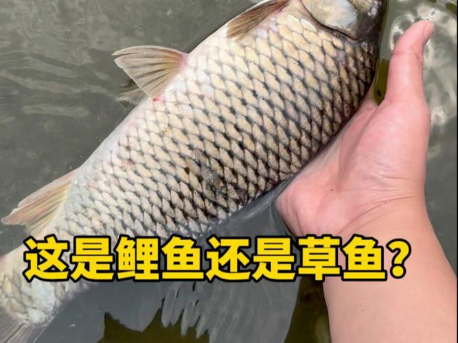 鲤鱼和草鱼