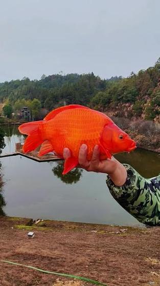 红鲤鱼真实照片