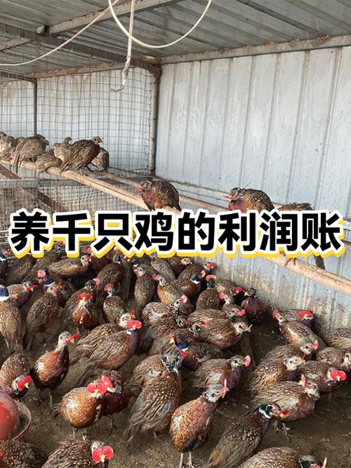 养殖1000只鸡的成本与利润