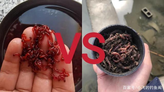 红虫蚯蚓钓鲫鱼哪个快