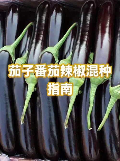茄子里面有籽还能吃吗