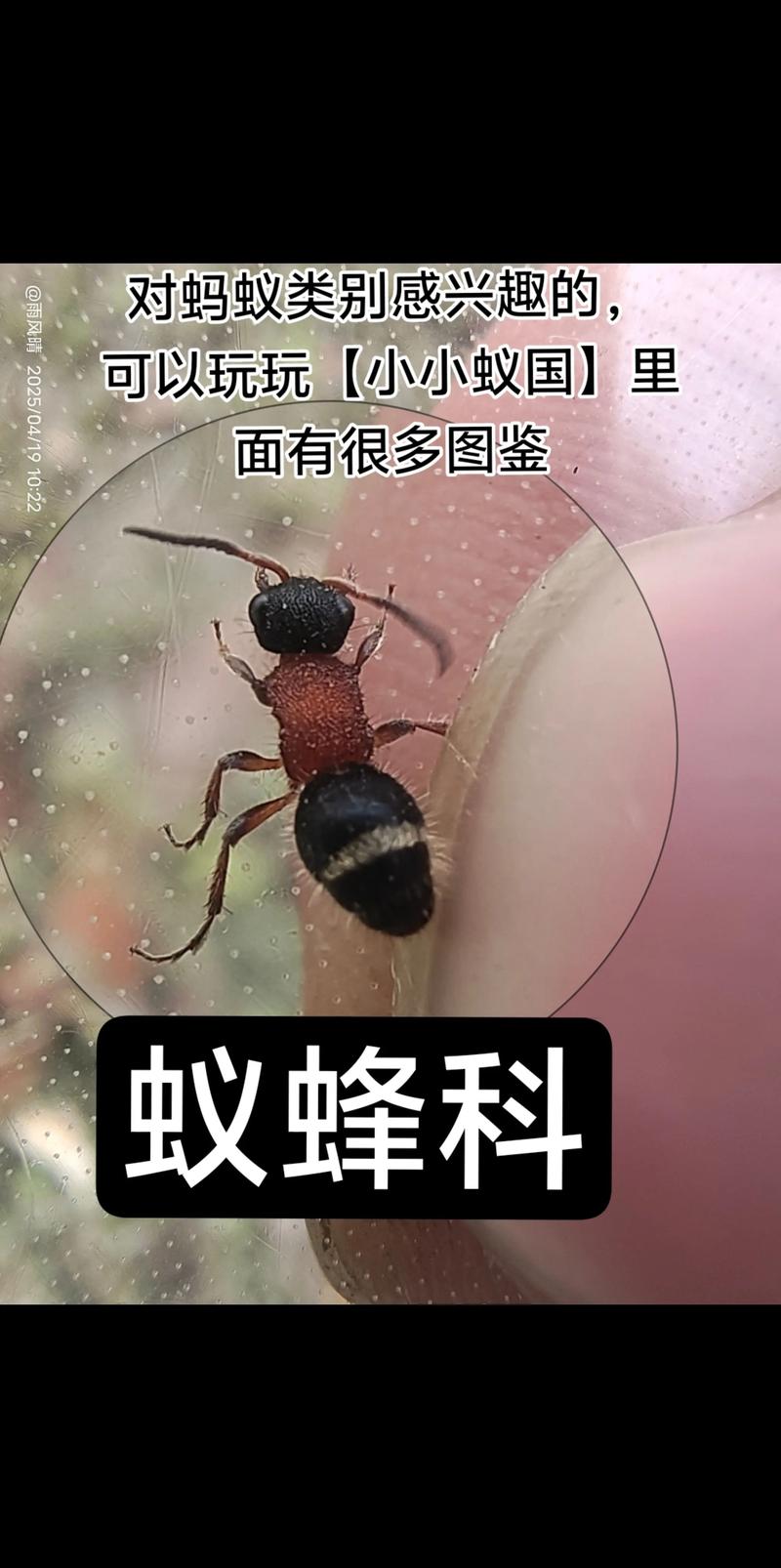 集市见闻蚁楼蜂
