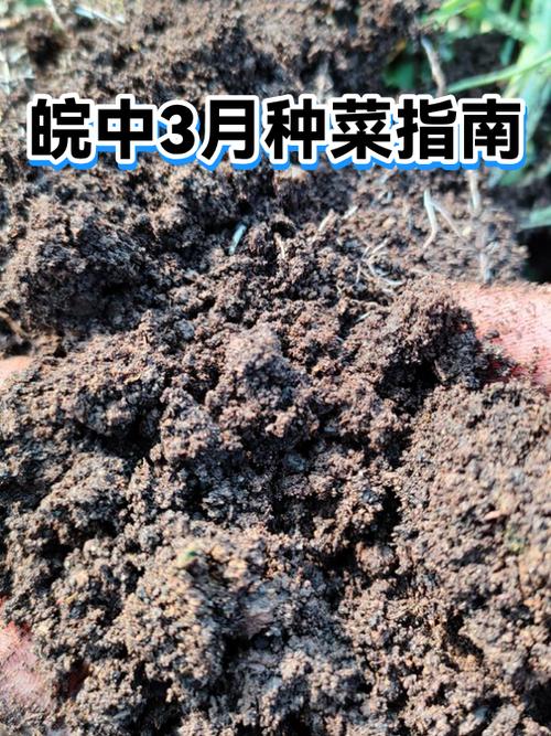 叶菜子到底喜欢谁