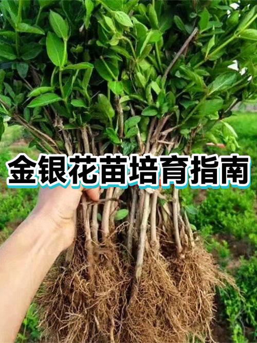 金银花苗多少钱一棵