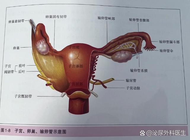 输卵管正常的表现