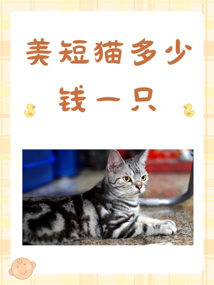 拇指猫多少钱一只