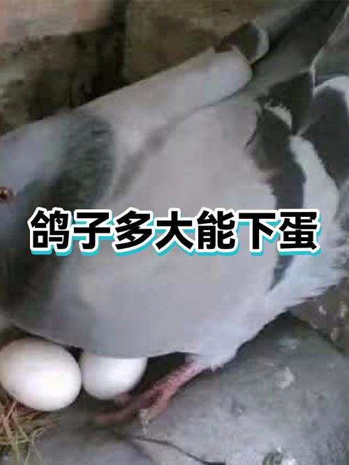 鸽子吃啥下蛋最快