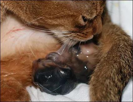 怎么帮猫生产