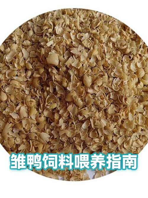 小鸭子喂养方法和注意事项
