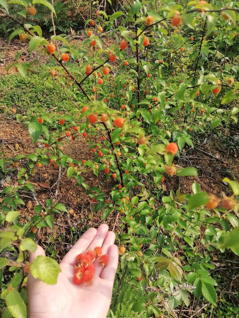 山中树莓