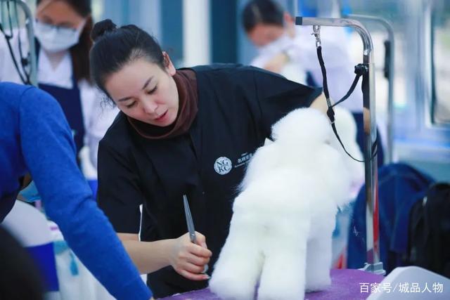 摩登宠物美容视频百家号