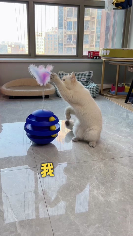 猫猫星球盲盒缩略图