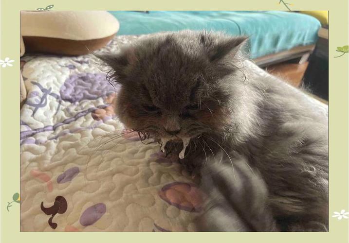 猫温传不传染人