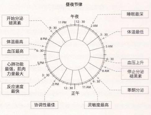 生物钟简单解释