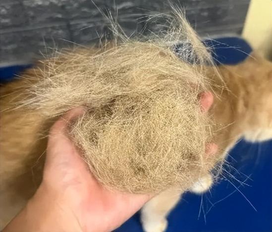 猫疯狂掉毛怎么办