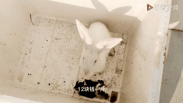 兔子市场价多少钱一斤