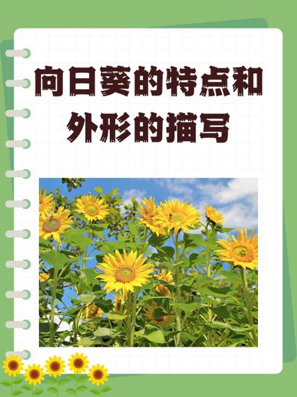 向日葵的种类及特点