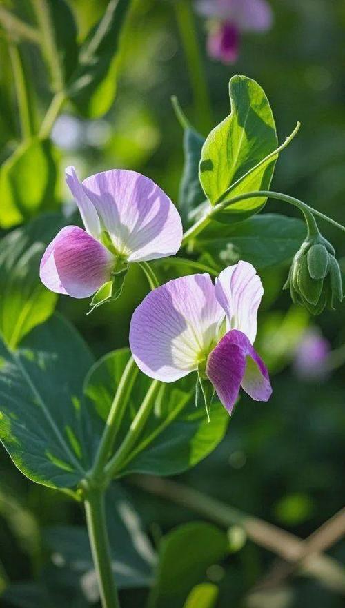 豌豆开花什么颜色