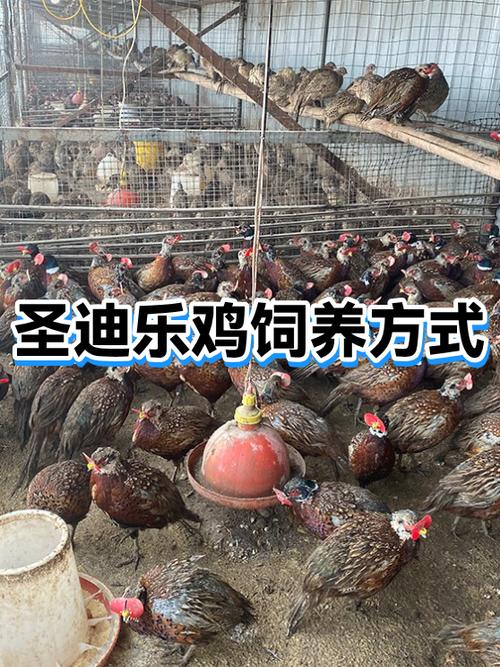 乐鸡
