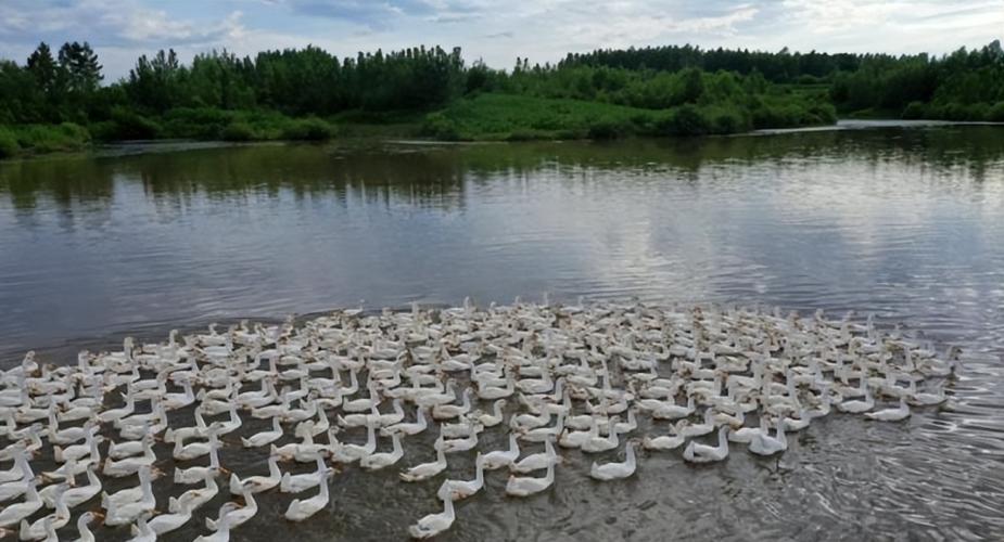 养鹅1000只要多大场地