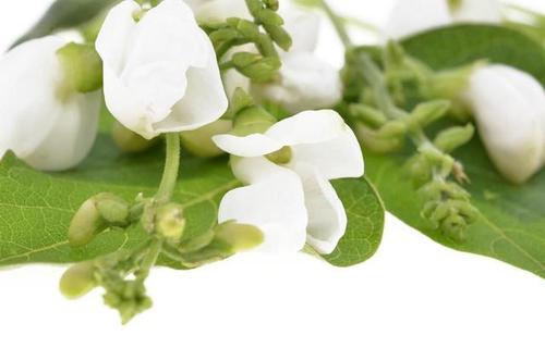 芸豆花还款入口