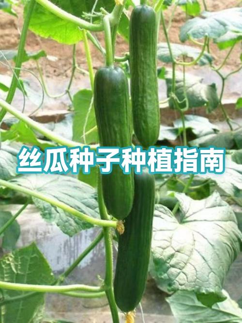 丝瓜旁边种辣椒可以吗